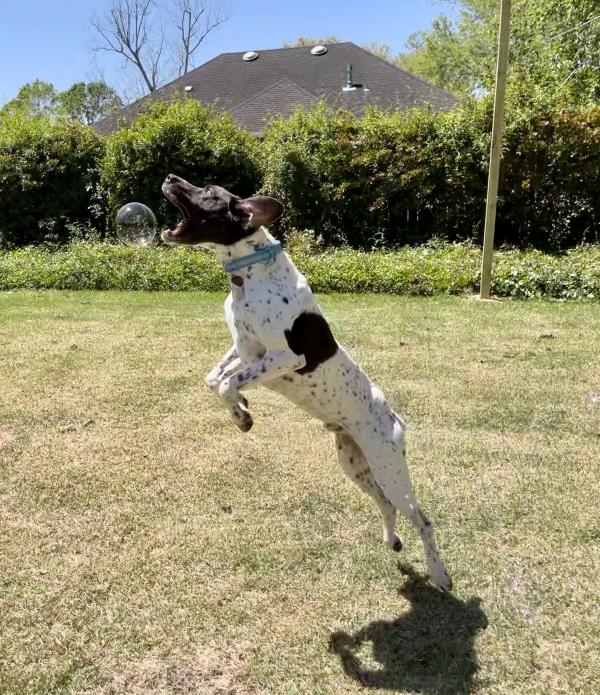 /images/uploads/southeast german shorthaired pointer rescue/segspcalendarcontest2021/entries/21814thumb.jpg